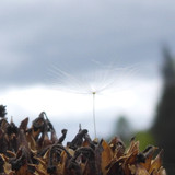 Flower; Publicdomain; Cc0; Freeimage;