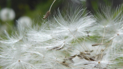 Flower; Publicdomain; Cc0; Freeimage;.jpg