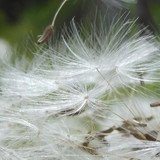 Flower; Publicdomain; Cc0; Freeimage;