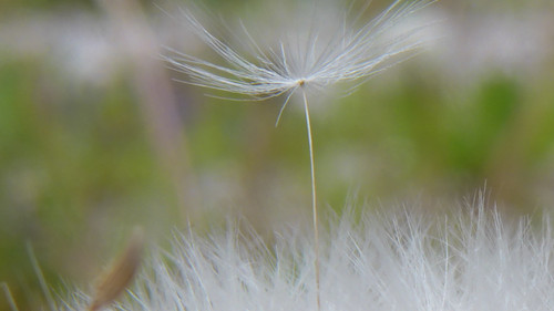 Flower; Publicdomain; Cc0; Freeimage;.jpg