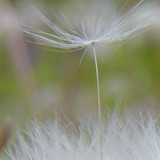 Flower; Publicdomain; Cc0; Freeimage;