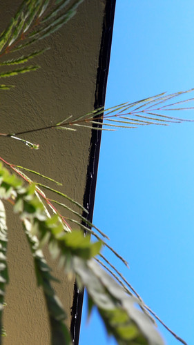 Leafs; Publicdomain; Cc0; Freeimage;.jpg