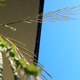 Leafs; Publicdomain; Cc0; Freeimage;