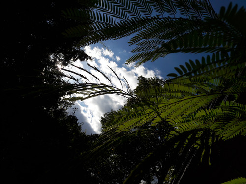 Leafs; Publicdomain; Cc0; Freeimage;.jpg