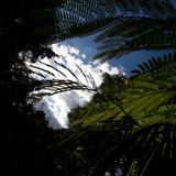 Leafs; Publicdomain; Cc0; Freeimage;