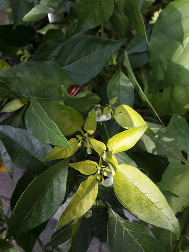 Leafs; Publicdomain; Cc0; Freeimage;.jpg