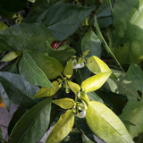 Leafs; Publicdomain; Cc0; Freeimage;