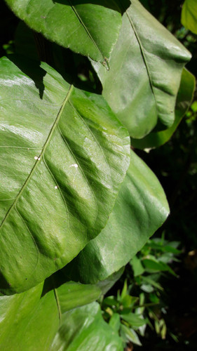 Leafs; Publicdomain; Cc0; Freeimage;.jpg