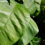 Leafs; Publicdomain; Cc0; Freeimage;