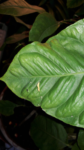 Leafs; Publicdomain; Cc0; Freeimage;.jpg