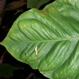 Leafs; Publicdomain; Cc0; Freeimage;