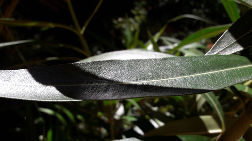 Leafs; Publicdomain; Cc0; Freeimage;.jpg