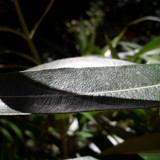 Leafs; Publicdomain; Cc0; Freeimage;