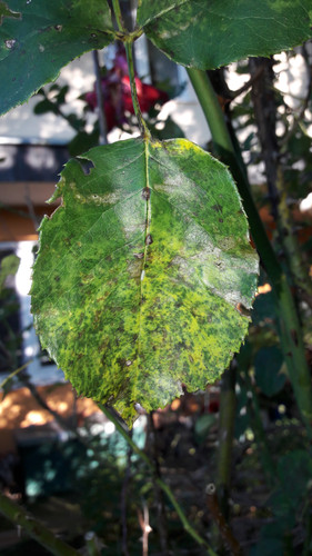 Leafs; Publicdomain; Cc0; Freeimage;.jpg