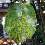 Leafs; Publicdomain; Cc0; Freeimage;