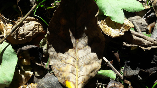 Leafs; Publicdomain; Cc0; Freeimage;