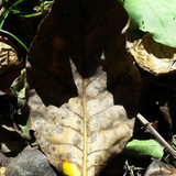 Leafs; Publicdomain; Cc0; Freeimage;