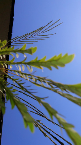 Leafs; Publicdomain; Cc0; Freeimage;.jpg