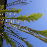 Leafs; Publicdomain; Cc0; Freeimage;