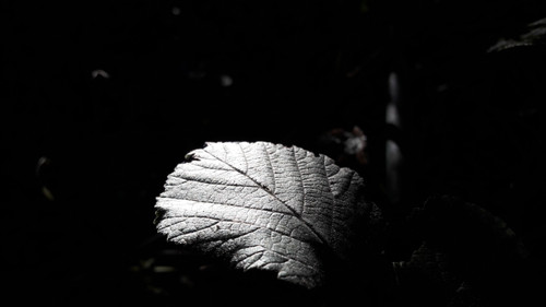 Leafs; Publicdomain; Cc0; Freeimage;.jpg