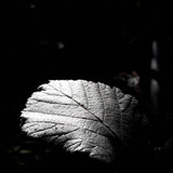 Leafs; Publicdomain; Cc0; Freeimage;