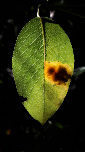 Leafs; Publicdomain; Cc0; Freeimage;.jpg