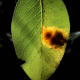 Leafs; Publicdomain; Cc0; Freeimage;