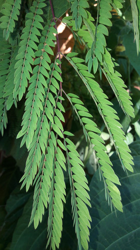 Leafs; Publicdomain; Cc0; Freeimage;.jpg