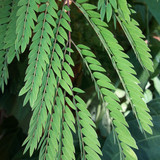 Leafs; Publicdomain; Cc0; Freeimage;