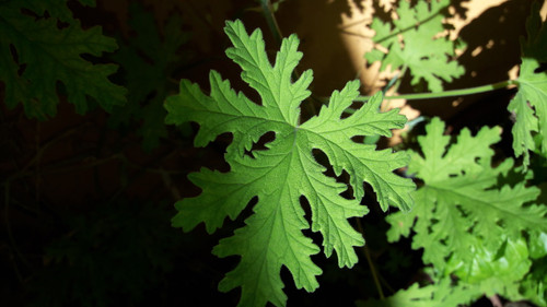 Leafs; Publicdomain; Cc0; Freeimage;.jpg