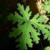 Leafs; Publicdomain; Cc0; Freeimage;