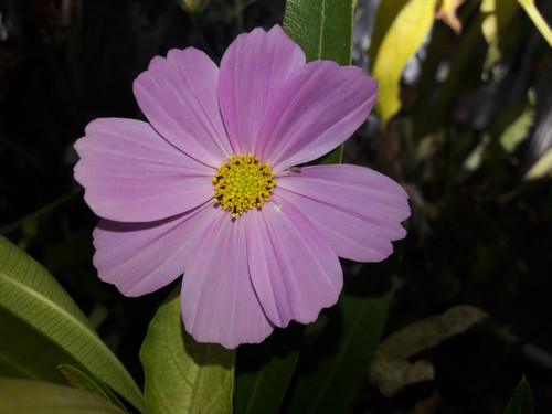 Flower; Publicdomain; Cc0; Freeimage;.jpg