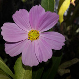 Flower; Publicdomain; Cc0; Freeimage;