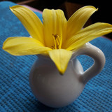 Flower; Publicdomain; Cc0; Freeimage;