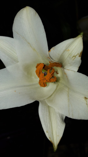 Flower; Publicdomain; Cc0; Freeimage;.jpg