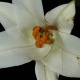 Flower; Publicdomain; Cc0; Freeimage;