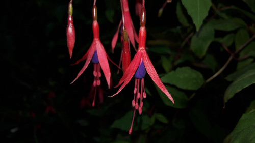 Flower; Publicdomain; Cc0; Freeimage;.jpg