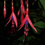 Flower; Publicdomain; Cc0; Freeimage;