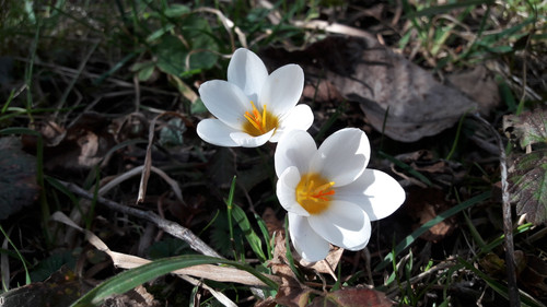 Flower; Publicdomain; Cc0; Freeimage;