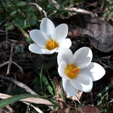 Flower; Publicdomain; Cc0; Freeimage;