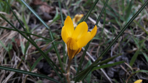 Flower; Publicdomain; Cc0; Freeimage;.jpg