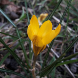 Flower; Publicdomain; Cc0; Freeimage;