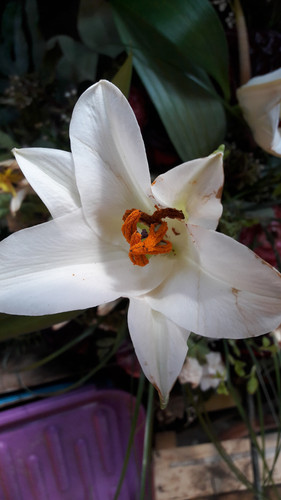 Flower; Publicdomain; Cc0; Freeimage;.jpg