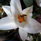 Flower; Publicdomain; Cc0; Freeimage;