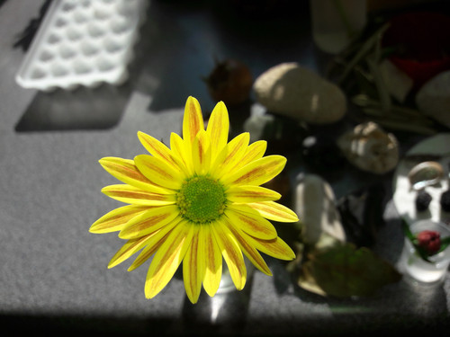 Flower; Publicdomain; Cc0; Freeimage;.jpg