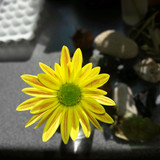 Flower; Publicdomain; Cc0; Freeimage;