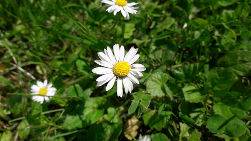 Flower; Publicdomain; Cc0; Freeimage;.jpg