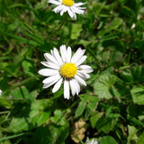 Flower; Publicdomain; Cc0; Freeimage;