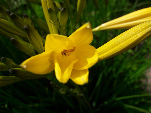 Flower; Publicdomain; Cc0; Freeimage;