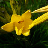 Flower; Publicdomain; Cc0; Freeimage;